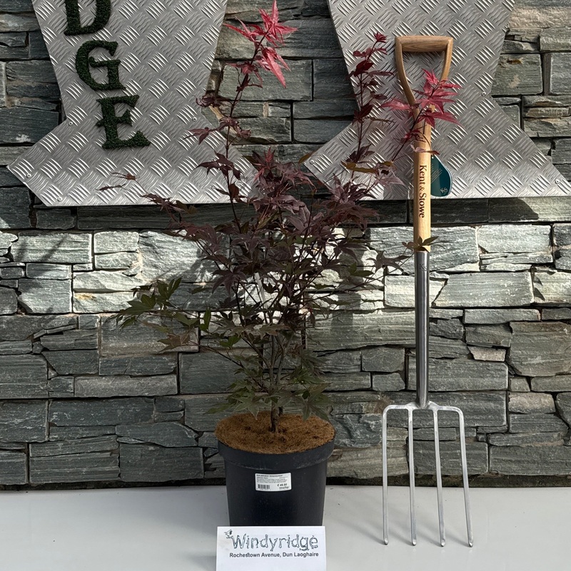 Acer palmatum Atropurpureum  60-80 CM C7.5