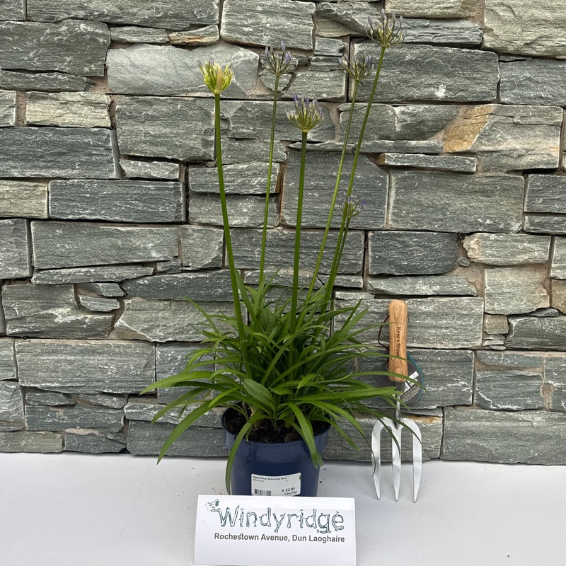 Agapanthus Amourette Blue  P17