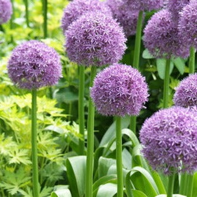 Allium Globemaster 3L