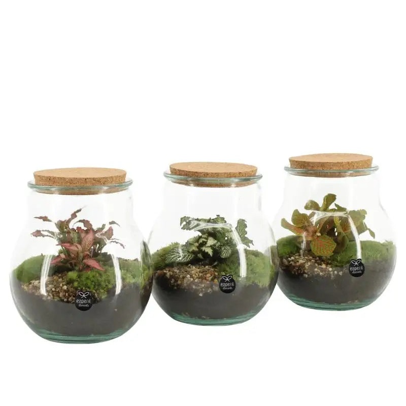 Arr. plants Terrarium arrangement