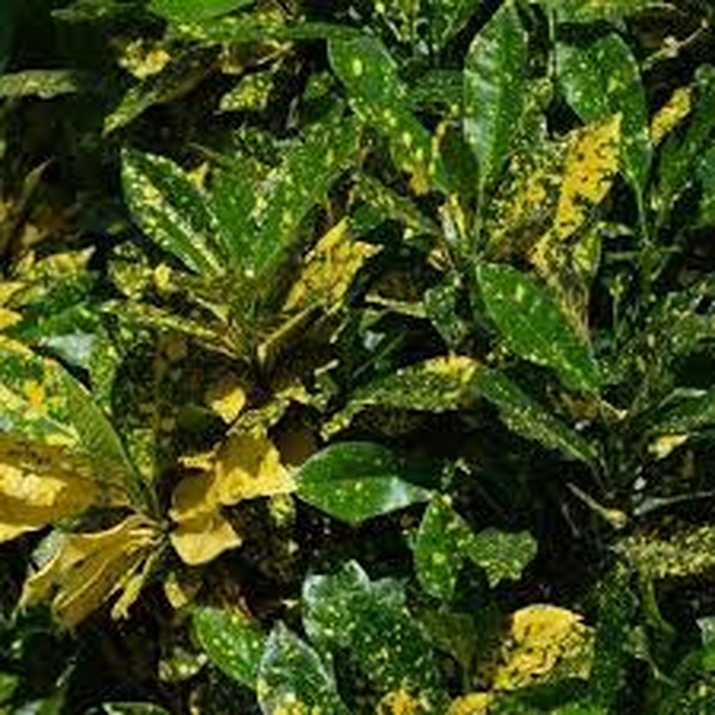 Aucuba Jap. Variegata