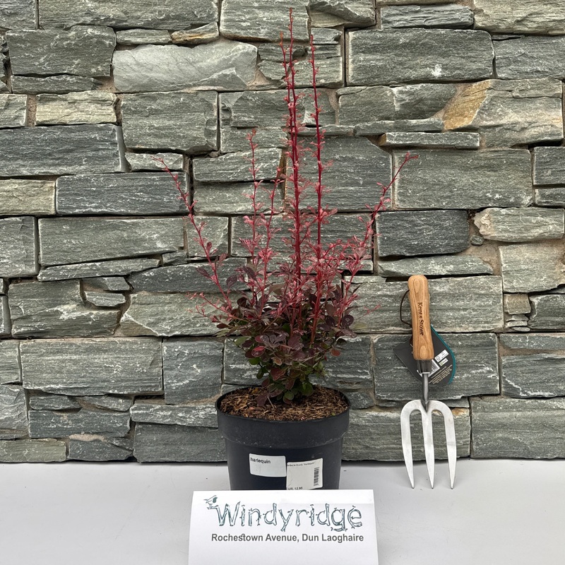 Berberis thunb. Harlequin