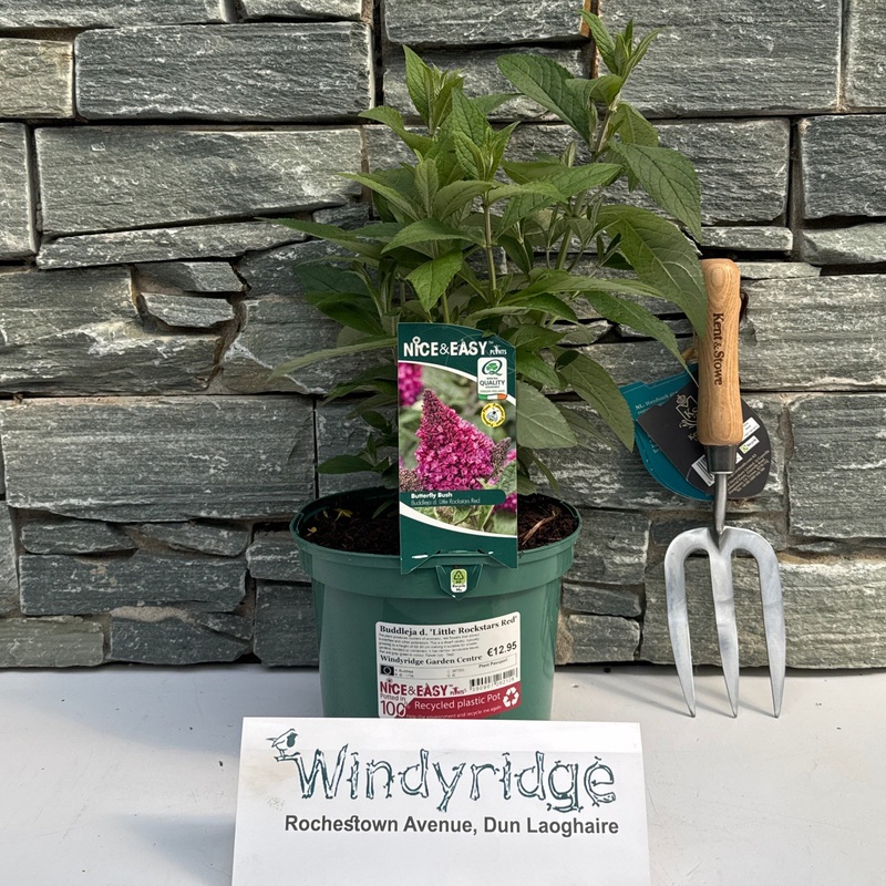 Buddleja d. Little Rockstars Red