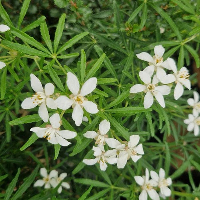 Choisya t. White Dazzler