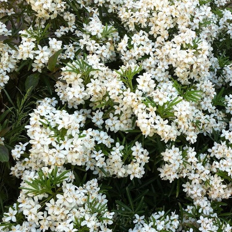 Choisya tern. White Dazzler 3L