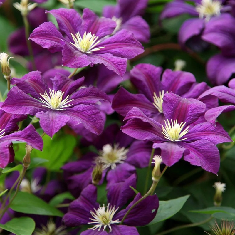 Clematis vit. Etoile Violette