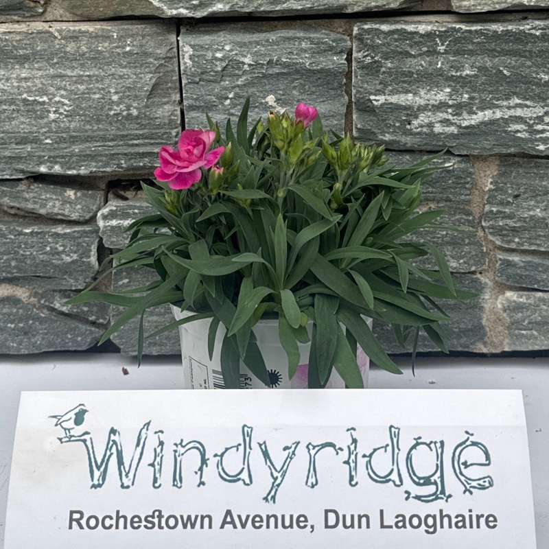 Dianthus car. Peman  P12