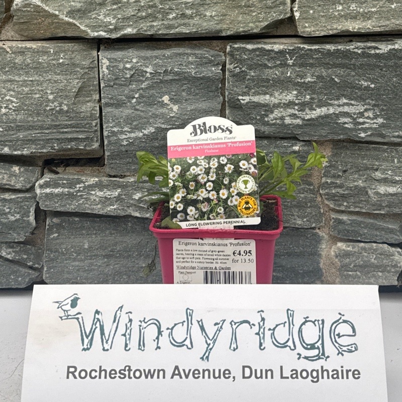 Erigeron karvinskianus Profusion 9cm