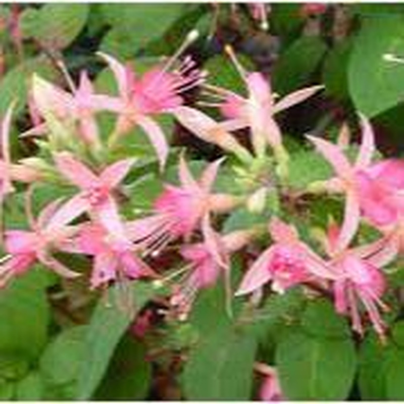 Fuchsia Walz Jubelteen  P10.5