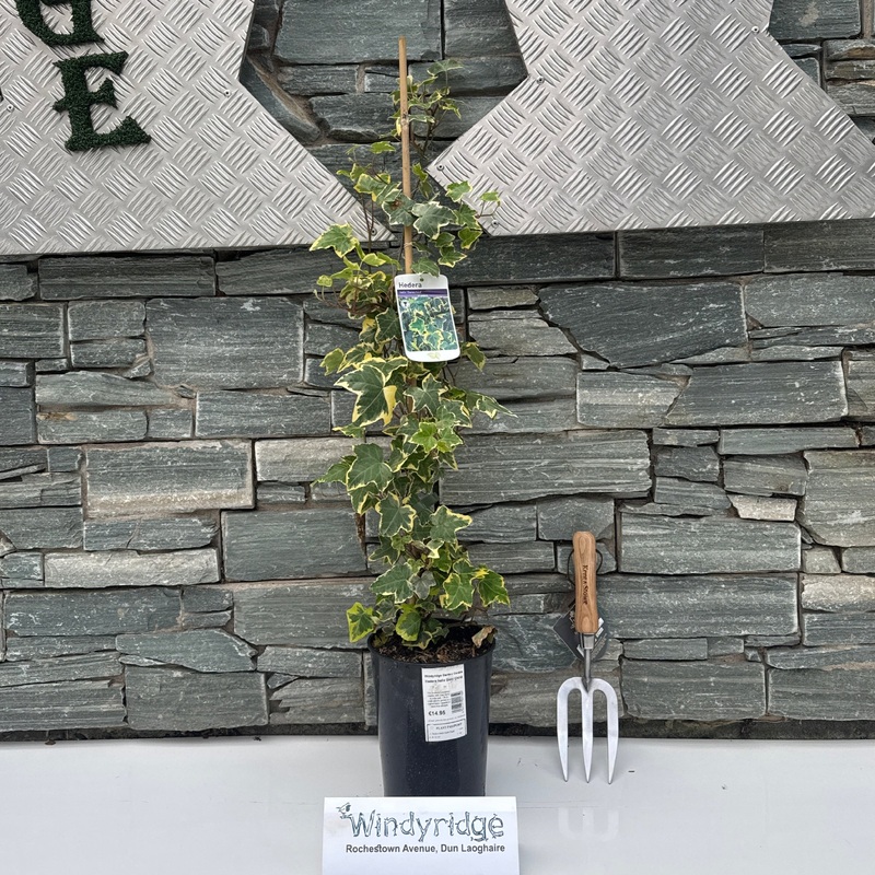 Hedera helix Gold Child