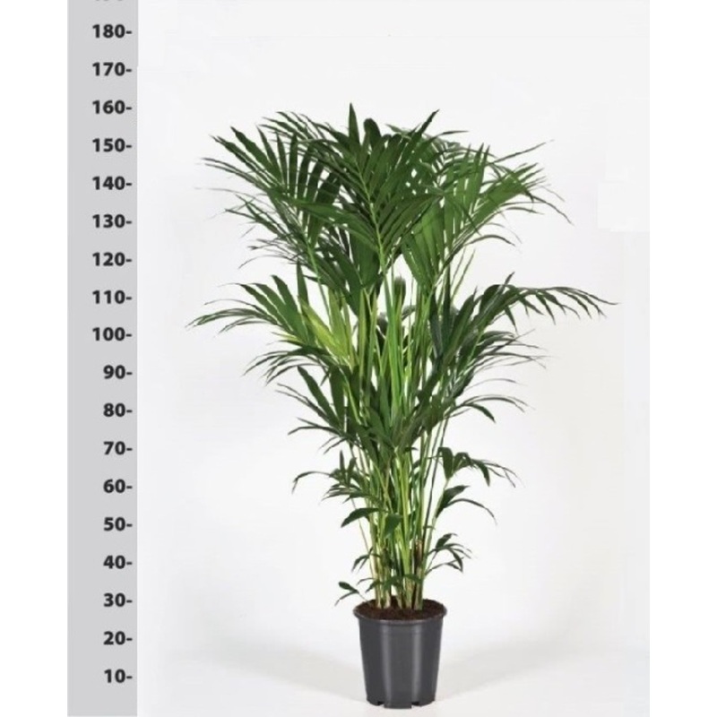 Howea forsteriana P32 - 200 CM