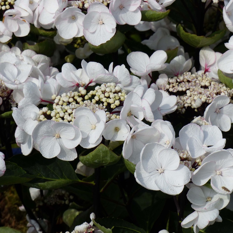 HYDRANGEA M. CHOCO CHIC