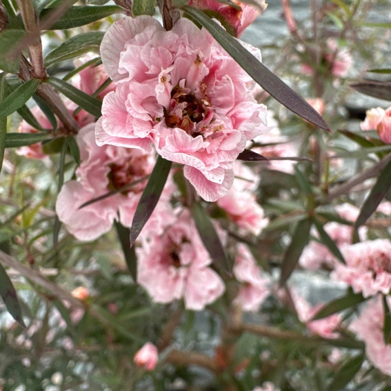 LEPTOSPERMUM scop. Appleblossom