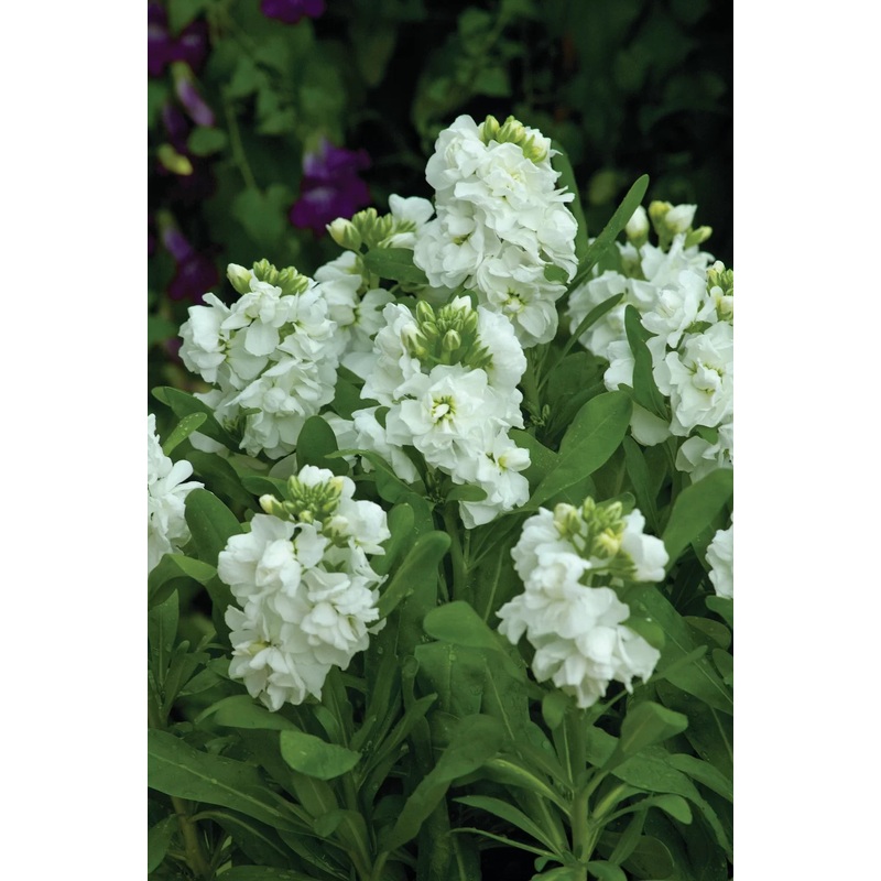 Matthiola Incana Hot Cakes 5 Ltr