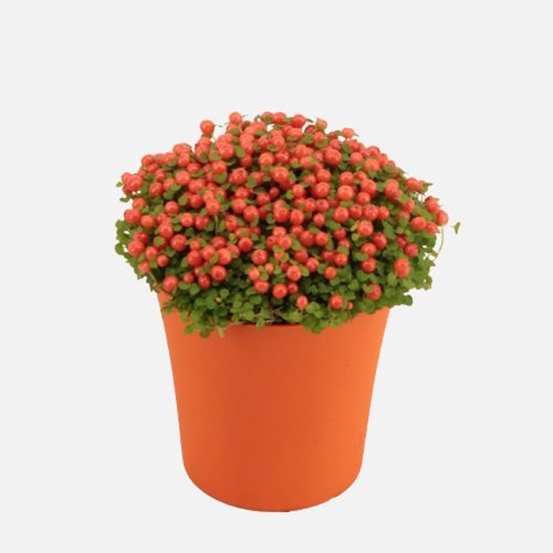 Nertera gran Astrid / P9 orange pot