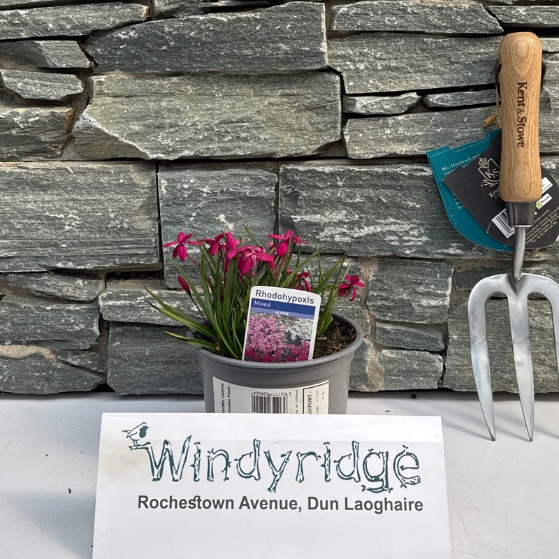 Rhodohypoxis milliodes Paula