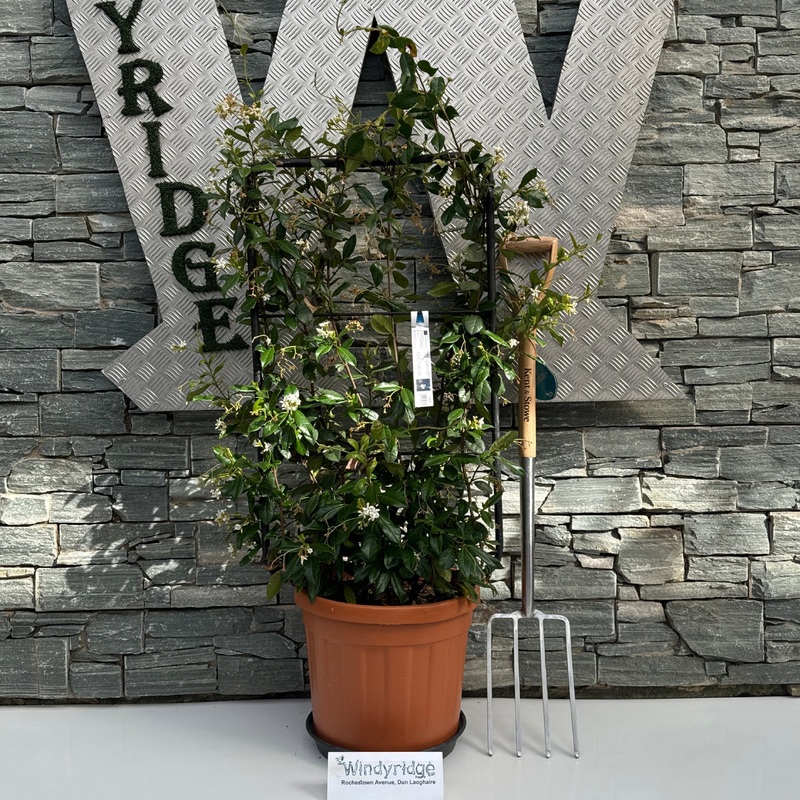 RHYNCOSPERMUM (Trachelospermum) JASMINOIDES CLT 30      SPALLIERA IN METALLO 85 X 50 CM