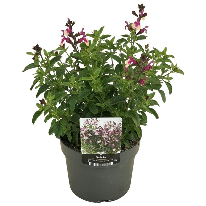 Salvia greg. Mirage Pink  2 Ltr pot