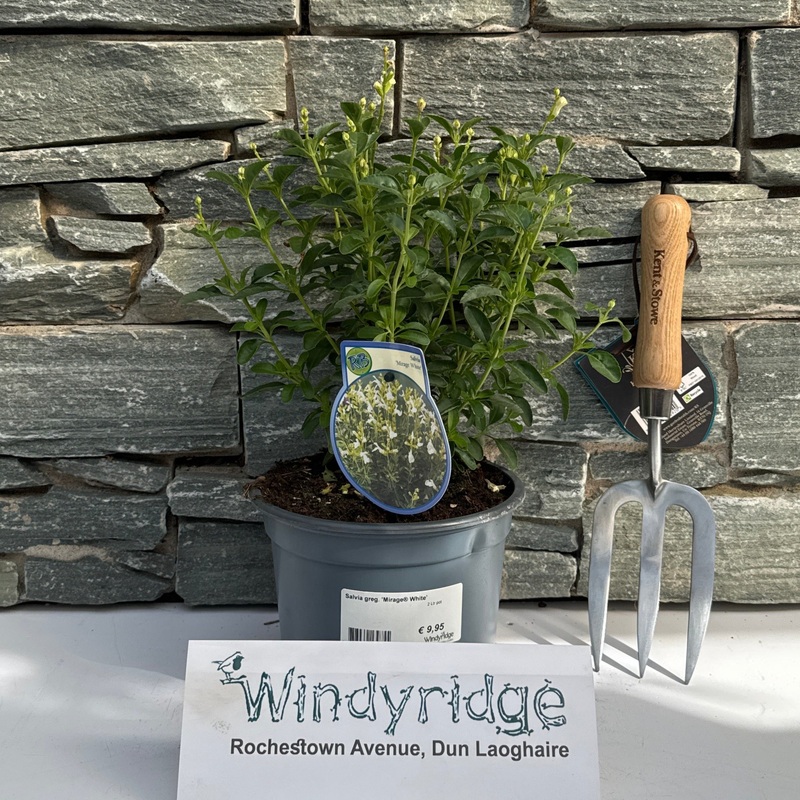 Salvia greg. Mirage White  2 Ltr pot