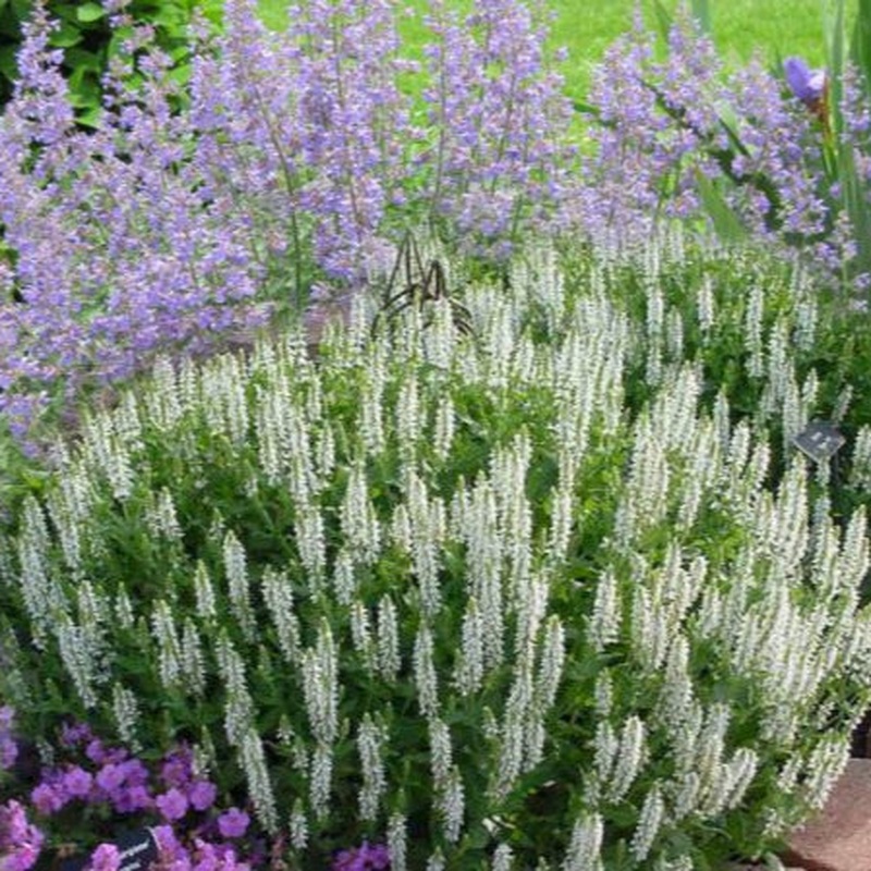 SALVIA nem. Schneehuegel