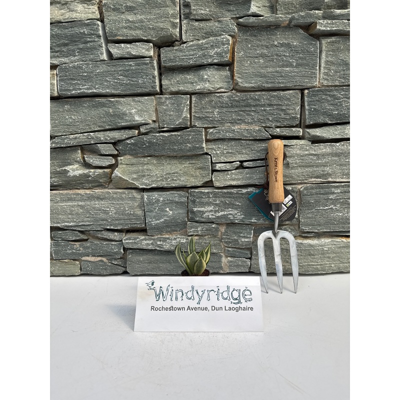 Sansevieria trifa. Golden Hahnii LD