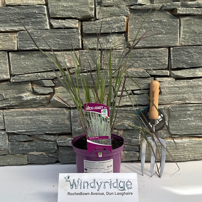 Schizachyrium s. Standing Ovation