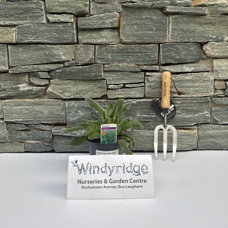 STACHYS byzantina Silver Carpet