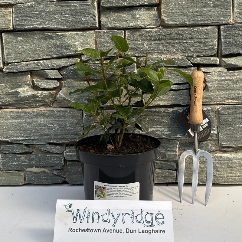 Viburnum tinus Lisarose 3L