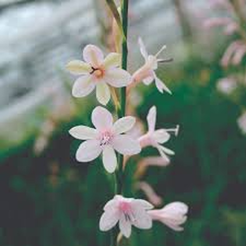 Watsonia Pale Violet