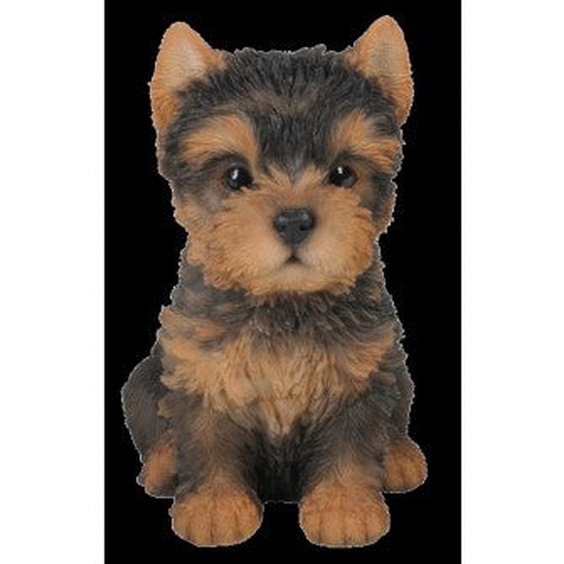Yorkshire Terrier Pup F