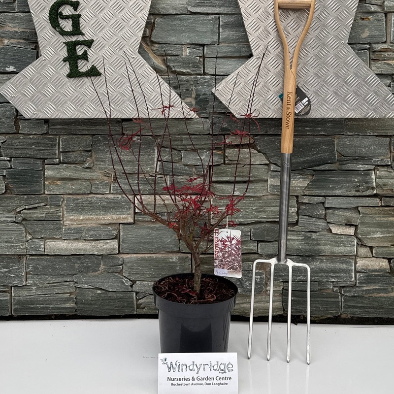 Acer pal. Pev Dave P26