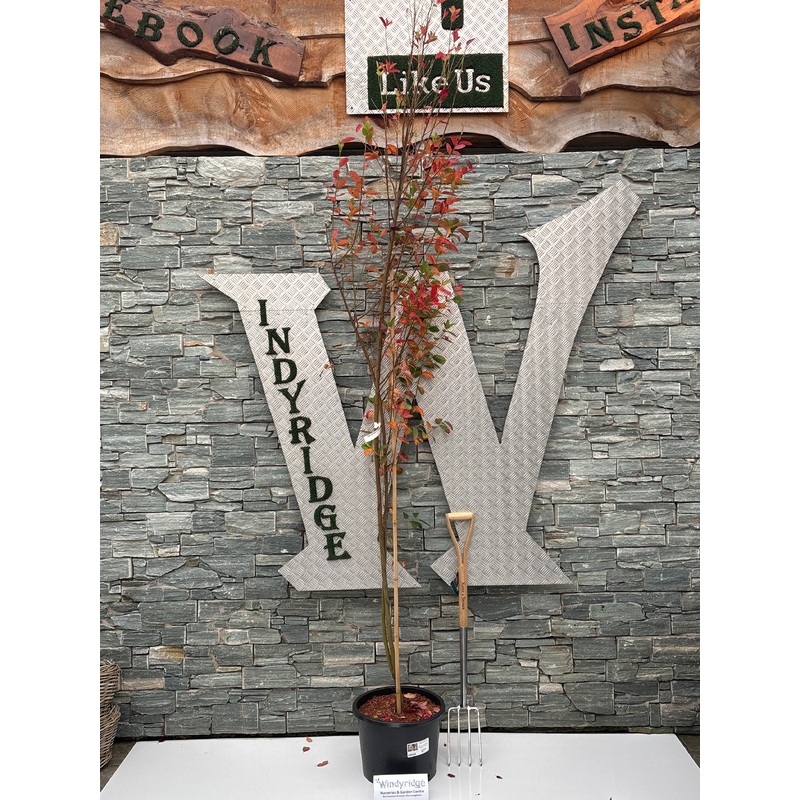 AMELANCHIER can. Rainbow Pillar std