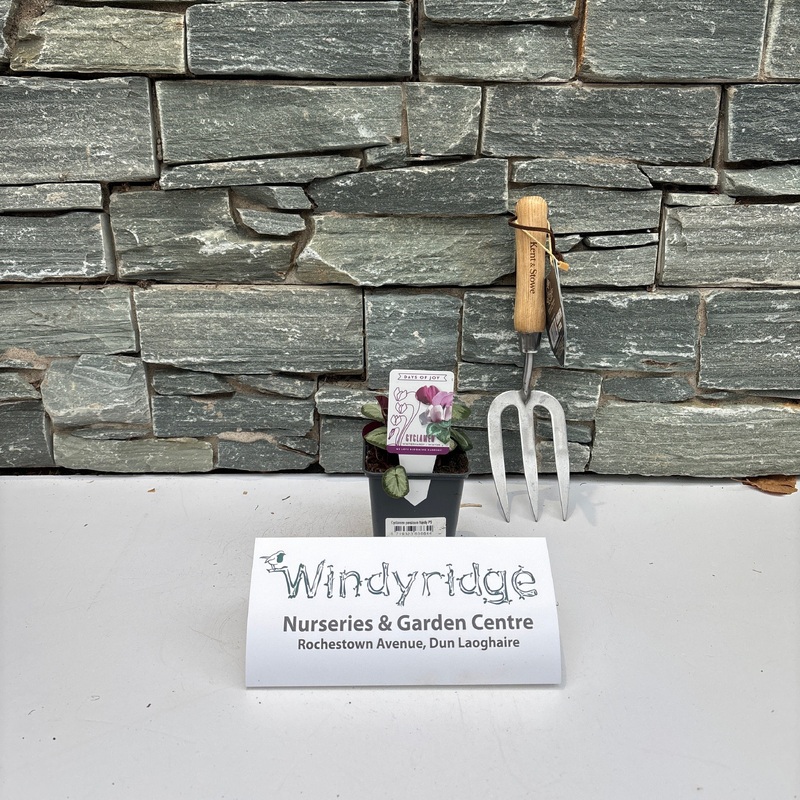 Cyclamen persicum hardy P9