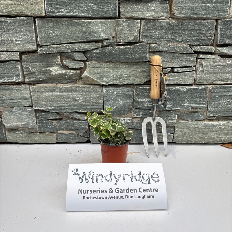 Hedera helix in varieties P9