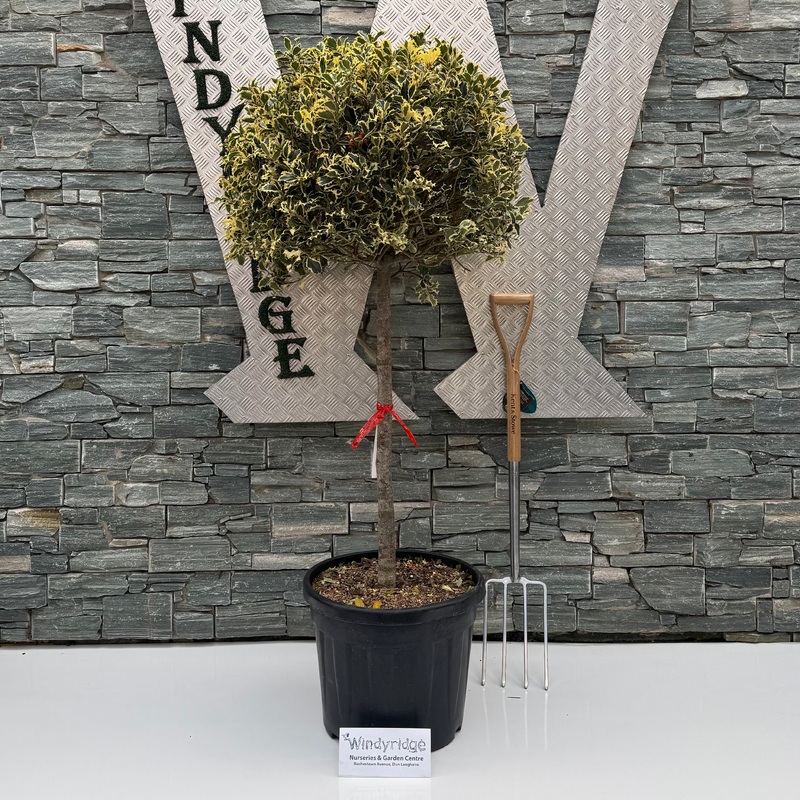 Ilex Aquifolium Argentea Marginata Stem