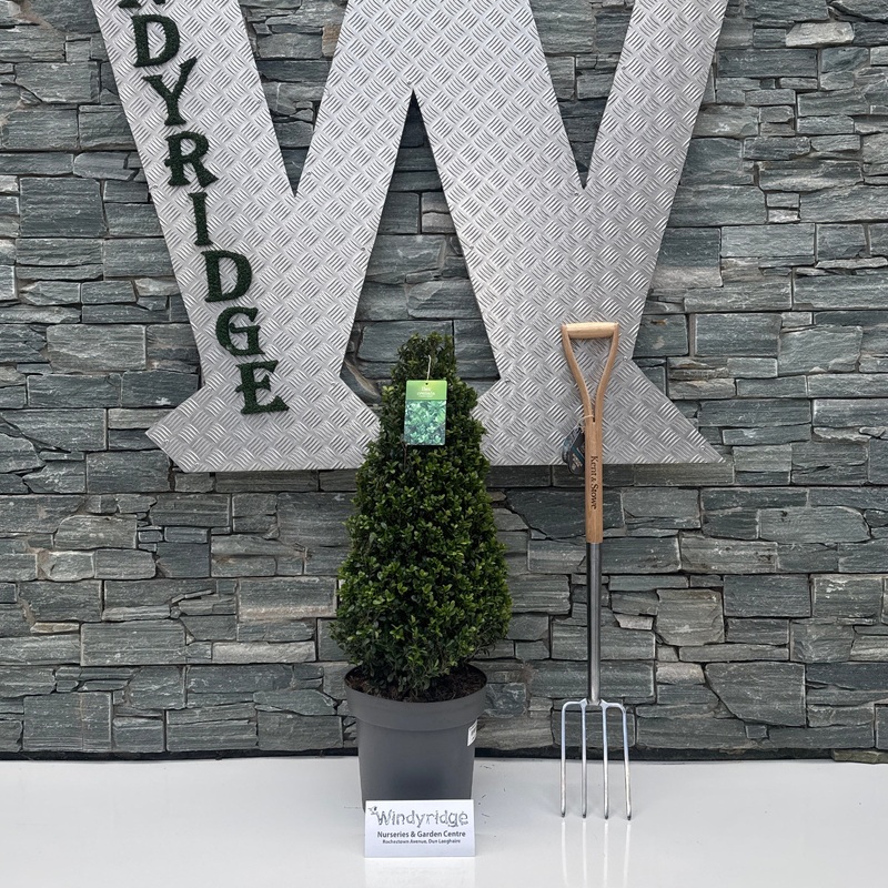 Ilex Caroline Upright P32