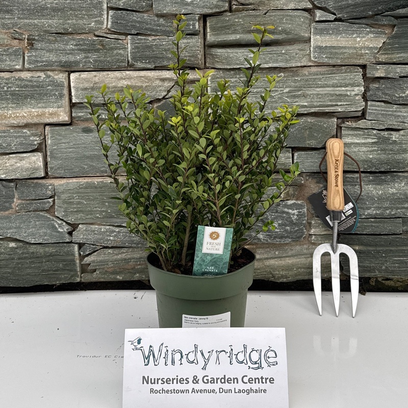 Ilex crenata Jenny  2 Ltr pot