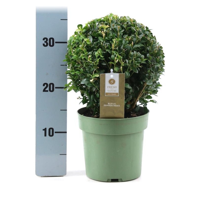 Ilex crenata Jenny  20 BALL CM C2
