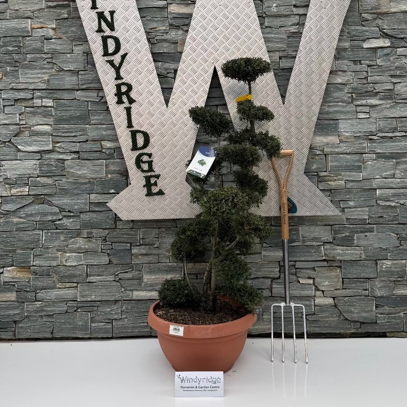 Ilex Crenata Kinme Bonsai Bowl