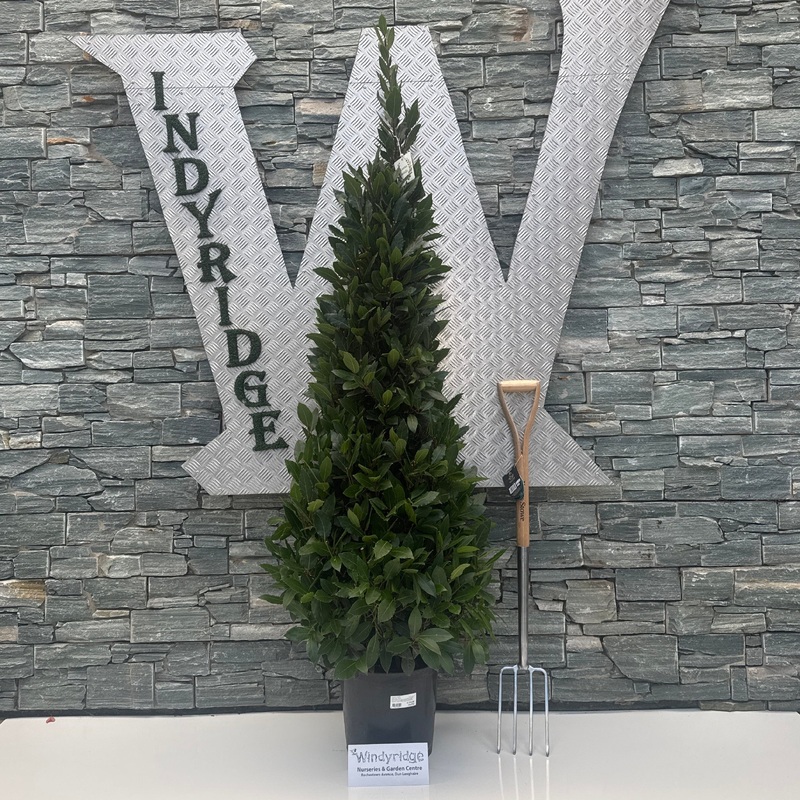 Laurus nobilis  P30190 CM PYR