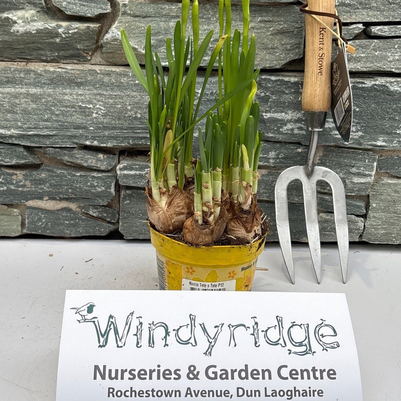 Narcis Tete a Tete P12