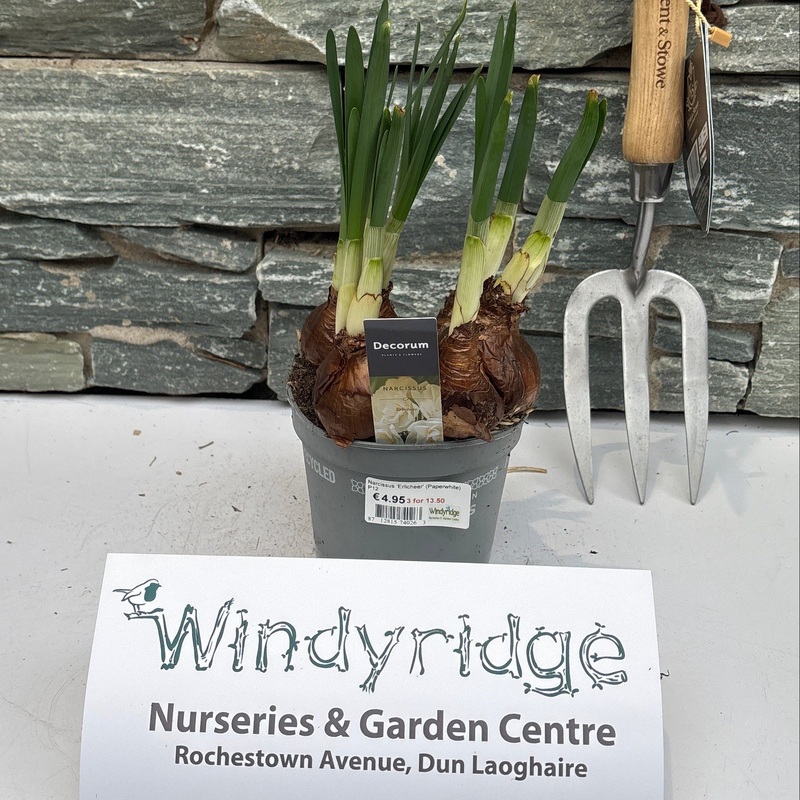 Narcissus Erlicheer (Paperwhite)  P12