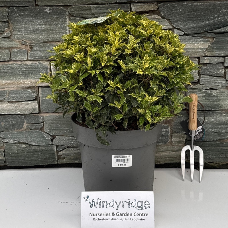 Osmanthus Goshiki P32 Ball 40/45cm