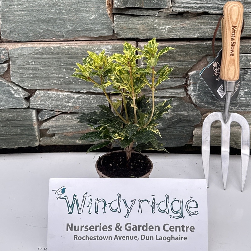 Osmanthus heter. Goshiki  P9