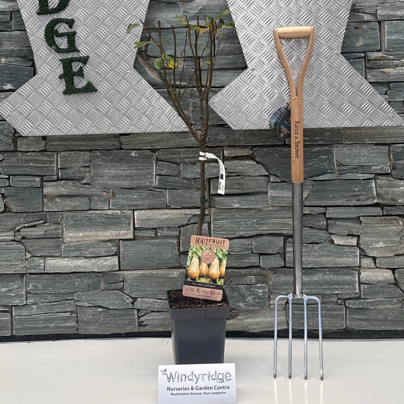 PEAR CONFERENCE - PATIO