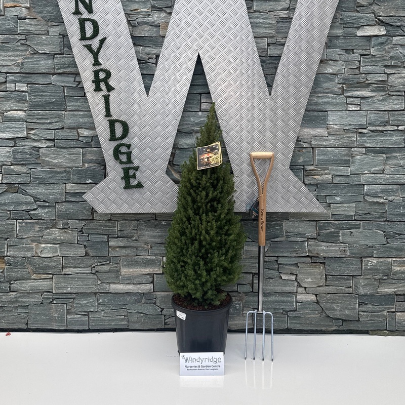 Picea glauca conica Perfecta