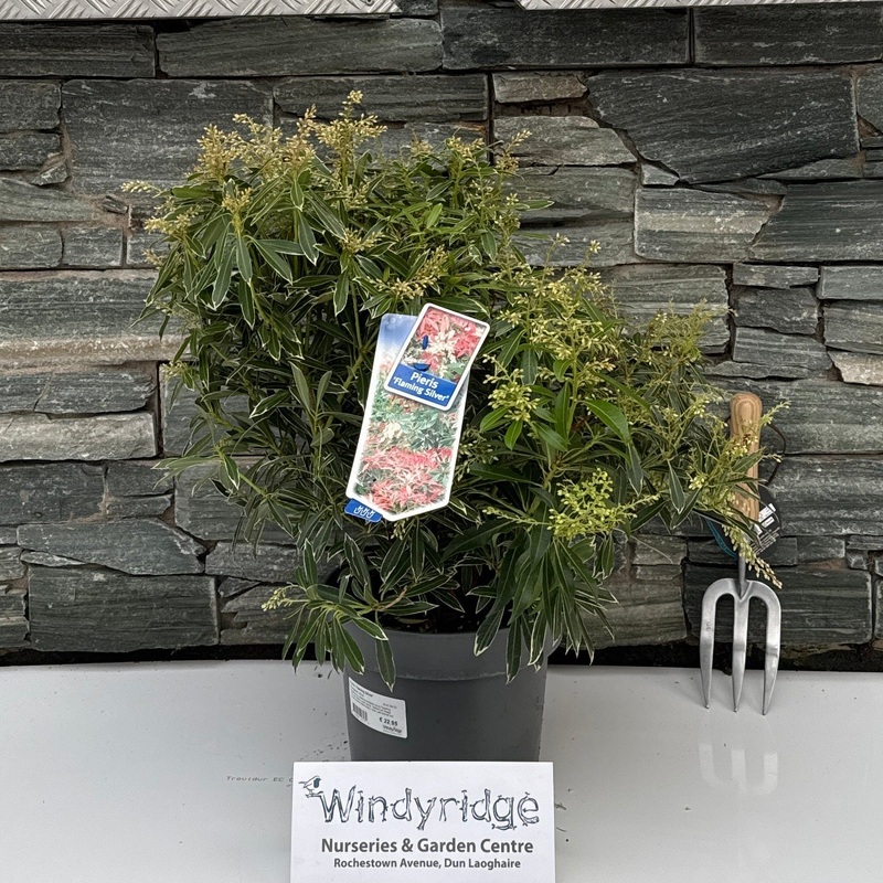 Pieris Flaming Silver  30-40 CM C5