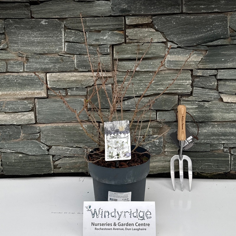 Prunus nipponica Brillant  4.5 Ltr pot