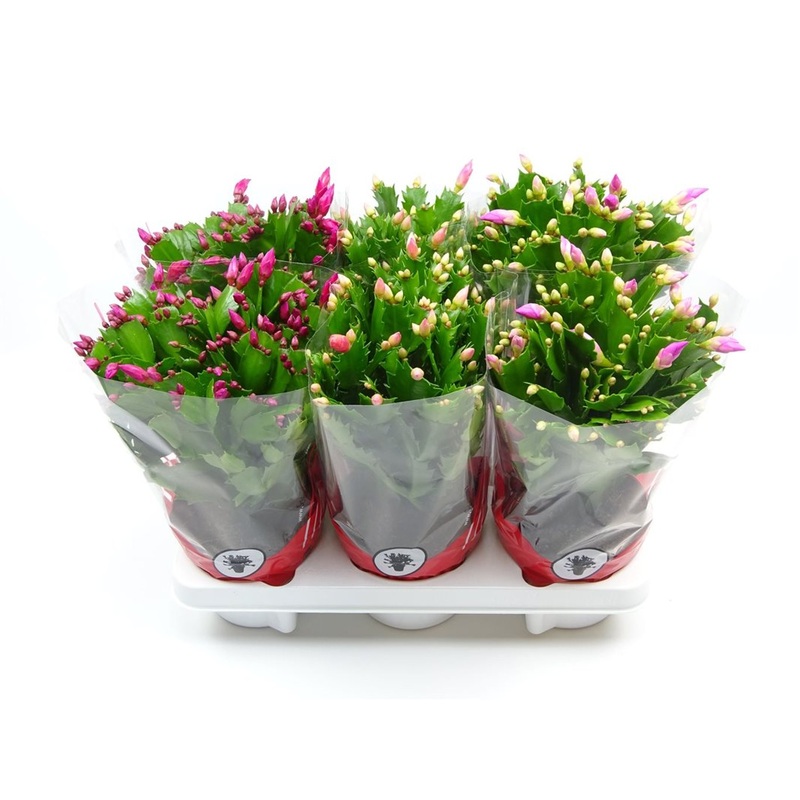 Schlumbergera mix  P13