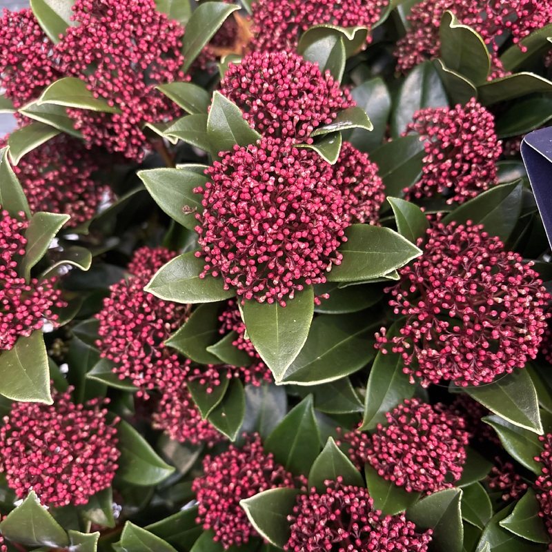 Skimmia jap. Pink Dwarf  12 Ltr pot